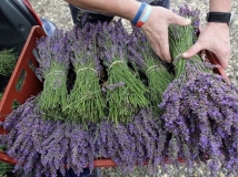 婴幼儿芳香沙龙内容整理（一）