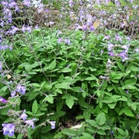 鼠尾草精油 Salvia officinalis 秩序井然、神智清明