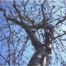 乳香精油 Boswellia carterii 发现超越一切价值的价值（图）