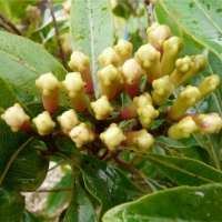 [芳疗实证]丁香花苞精油功效作用与使用