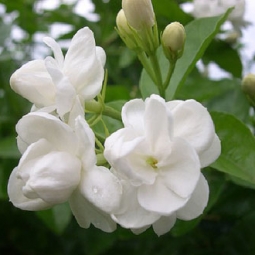 【2014.7.19】芳疗师刘艳琳——芳疗课堂，聊精油，学芳疗