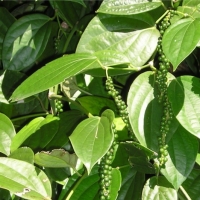 [芳疗实证]黑胡椒精油功效作用与使用