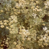 芫荽精油 Coriandrum sativum 使人愉悦坦诚，宛如心灵鸡汤