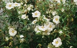 岩玫瑰精油 Cistus ladaniferus 论述