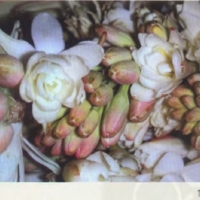 晚香玉精油 Polianthus tuberose 以优雅的舞步滑过人生之低谷