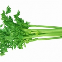 芹菜精油 Apium graveolens 心如明镜，不染尘埃
