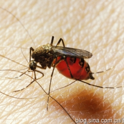夏季护肤：蚊虫肆虐不用怕 精油对抗实在棒