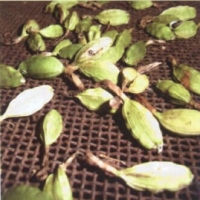 豆蔻精油 Elettaria cardamomum 处变不惊的危机处理能力