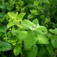 香蜂草精油 Melissa officinalis 避免小题大作，或为琐事恓恓惶惶