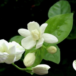 自信的茉莉花，实至名归的“精油之王”