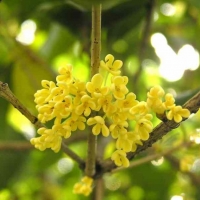 桂花精油 osmanthus fragrans  与自己真正的感受接轨，使人回到中心，找到自我