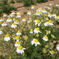 德国洋甘菊精油 Matricaria recutita 无处不在的奥援