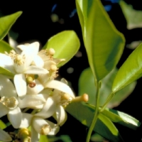 橙树的植物能量——甜橙、苦橙叶、橙花精油的功效作用