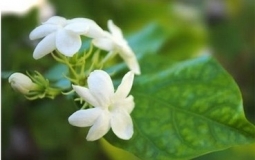 谈谈水蒸馏茉莉精油和溶剂萃取茉莉精油的区别