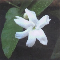 摩洛哥茉莉 Jasminum officinale 使自己受苦慢慢贴近梦，自信