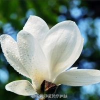 【小众精油】白玉兰