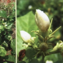 阿拉伯茉莉 Jasminum sambac （中国茉莉、小花茉莉）
