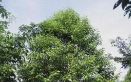 檀香精油~Sandalwood