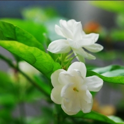 大花茉莉和小花茉莉精油