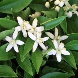 土豪精油买不起 可否其他来代替：橙花