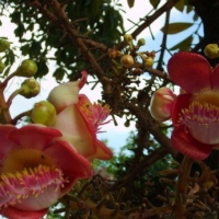 一花一世界，一树一菩提——芳疗是一场美丽的修行