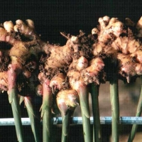 温暖身心灵的植物精油——推荐几种温暖身心、滋养精气神的精油配方