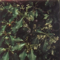 樟树精油 Cinnamomum camphora 开拓前所未见之视野，生生长流
