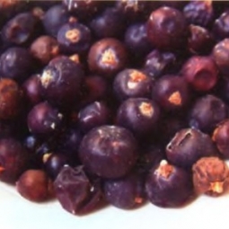 杜松浆果精油 Juniperus communis 扫除不洁或受迫害的感觉（图）