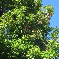 丁香花苞精油 Eugenia caryophyllus 化解无能为力、不如归去之感