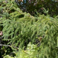 黑云杉精油 Picea mariana 反败为胜，有担当有肩膀（图）