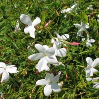 [芳疗实证]大花茉莉精油功效作用与使用