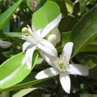 橙花精油Citrus aurantium bigarade 纯洁无私的情谊，忠诚