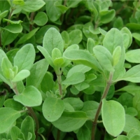 马郁兰精油 Origanum majorana 认清最大的勇气在于接受自我