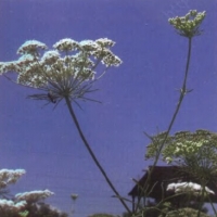 洋茴香精油 Pimpinella anisum 剔透玲珑的心思，照见万花筒般的世界