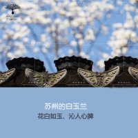 莫辜负了“春光”|古法还原“白玉兰浸泡油”