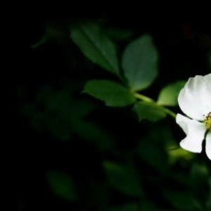 紧致肌肤的茉莉精油 Jasminum officinale