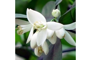 今天的饮品——橙花纯露