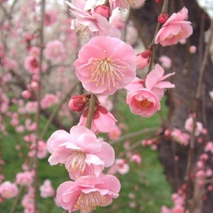 芳香能量“春”回歸——春季使用的精油配方和用法